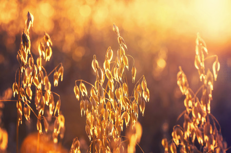 Mature oats in the rays of the setting sunの写真素材