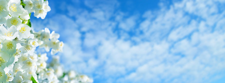 Branch of blossoming jasmine against the blue sky with cloudsの写真素材