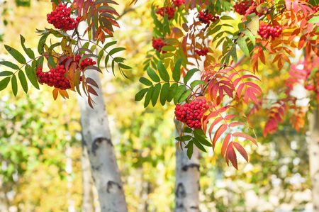 Autumn bright landscape with branches of red rowanの写真素材