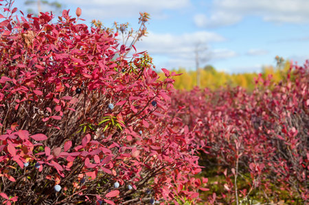 Autumn landscape with bright red blueberry leavesの写真素材