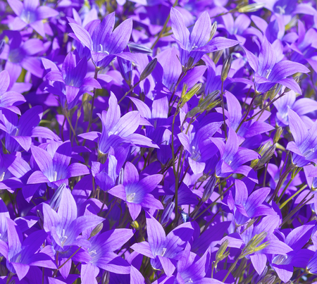 Natural floral background of beautiful wildflowers bellsの写真素材