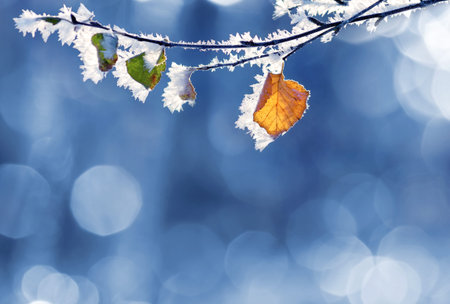 Autumn background with yellow birch leaves in frost