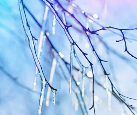 Brilliant icicles on the branches of  tree in the sunlight