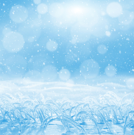 Winter bright background. Background for design with snowdrifts and snow-covered reedsの写真素材