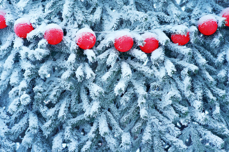Christmas tree in  hoarfrost with  garland of red balls. Winter background.の写真素材