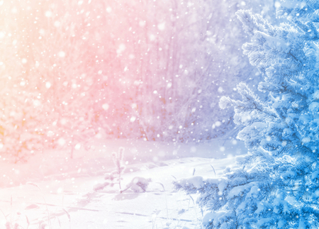 Winter landscape. The picturesque landscape with snow-covered pine trees in the sunlight.の写真素材
