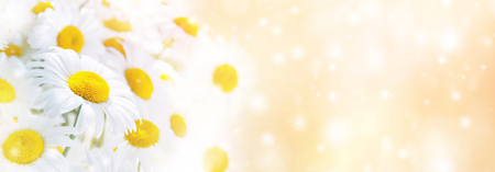 Natural bright background with beautiful daisy flowers.の写真素材