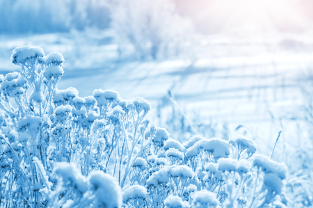 Winter landscape with frozen plant in the bright sunの写真素材