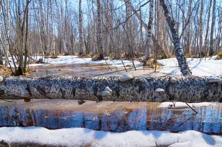 Spring landscape with fallen birch tree and wood mushroomsの写真素材