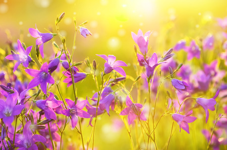 Colorful floral background with beautiful bells in the sunlight.の写真素材