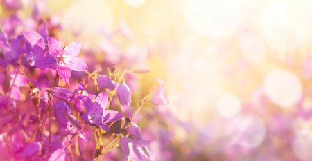Spring background. Colorful floral background with beautiful bells in the sunlight.の写真素材