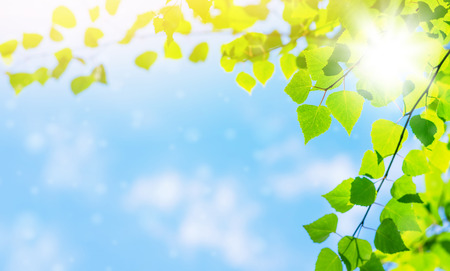 Spring bright background with birch leaves against the skyの写真素材