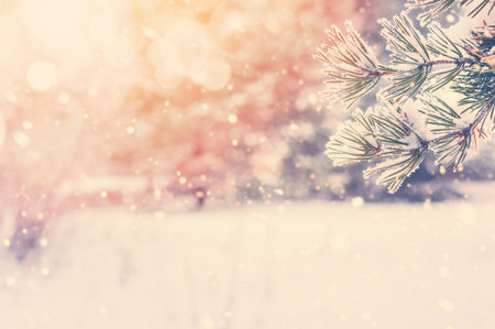Winter background with coniferous branch in the frost