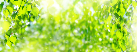Natural background. Spring background with bright fresh birch foliage in sunlightの写真素材