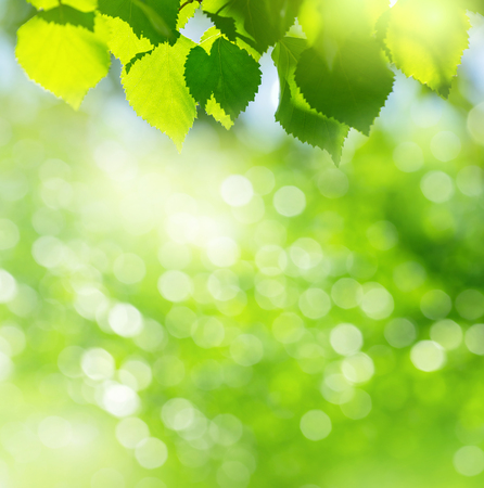 Natural background. Bright spring background with birch branch in the sunlight.の写真素材