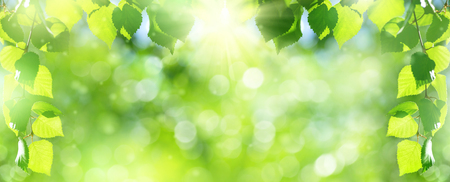Natural background. Bright spring background with birch branch in the sunlight.の写真素材