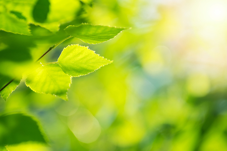Natural background. Bright spring background with birch branch in the sunlight.の写真素材