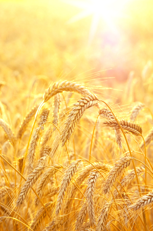 Ripe ears of wheat against the backdrop of  bright colorful sunsetの写真素材