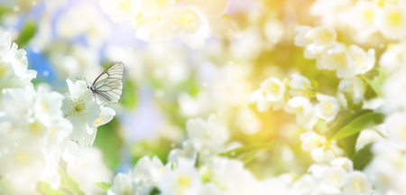 Natural background with butterfly on the branch of blooming jasmine. Spring scene.の写真素材
