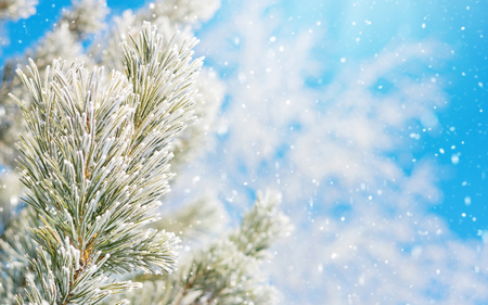 Winter bright background with pine branches in the frostの写真素材