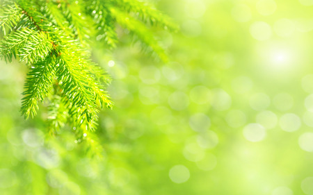 Spring natural bright background with young spruce branchesの写真素材