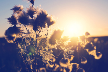 Summer sunset landscape. Thistle plant in the field against the backdrop of colorful sunset.の写真素材