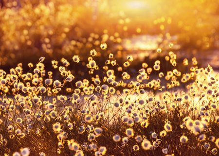 Spring scene. Plant cotton grass over water in beams of the sunset sun.の写真素材