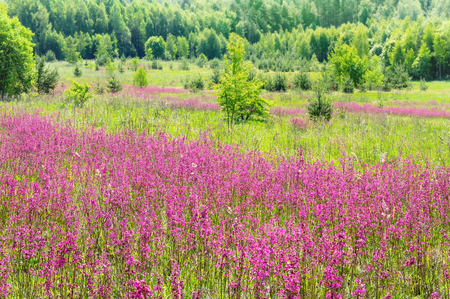 Summer bright landscape with blooming flowers in a meadowの写真素材