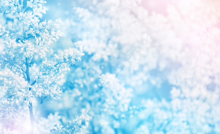 Beautiful natural floral background for greeting card and design.
Gentle blurred background.の写真素材