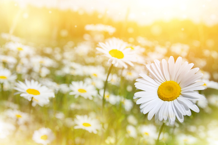 Summer landscape. Summer natural background with beautiful daisies on the meadow.
Chamomile flowers in the sunlight.の写真素材