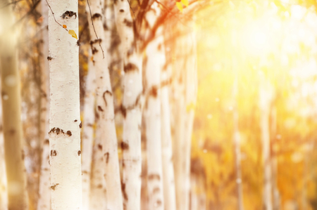 Autumn landscape with birch trunk in the sunlight. Natural background.の写真素材