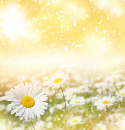 Summer natural background with beautiful daisies on the meadow.の写真素材