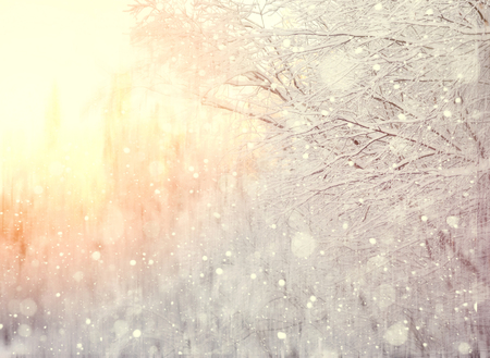 Winter blurred background with snow-covered tree branchesの写真素材
