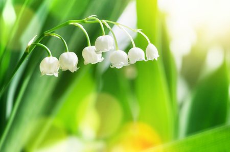 Beautiful blooming lily of the valley flowers in bright sunlightの写真素材