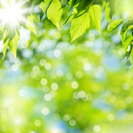 Bright summer natural background with fresh green leavesの写真素材