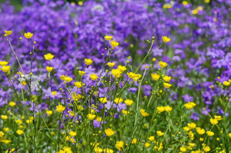 Wildflowers of buttercups and bells on a summer meadowの写真素材