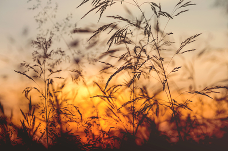 The tall grass in the field on a sunset sky backgroundの写真素材