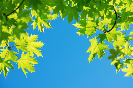 Bright leaves of  maple tree against blue skyの写真素材