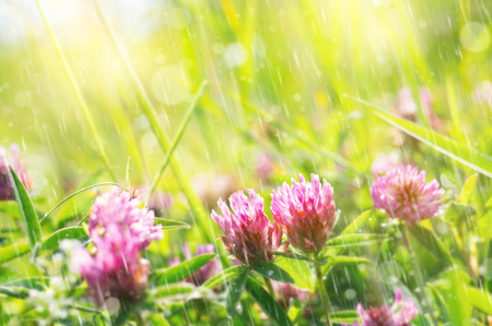 Natural background. Summer bright scene with a flowering flower clover in the rainの写真素材