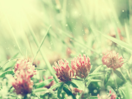 Natural bright summer background with a blooming clover in
rays of the sun.の写真素材
