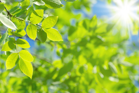 Spring natural background with bright fresh willow leavesの写真素材