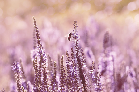 Summer scene with bee on flowering lavender.の写真素材