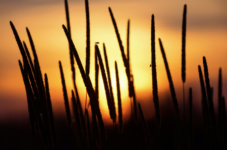 Summer landscape with the plant in the rays of the setting sun.の写真素材