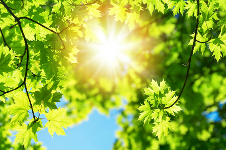 Bright leaves of  maple tree against blue skyの写真素材