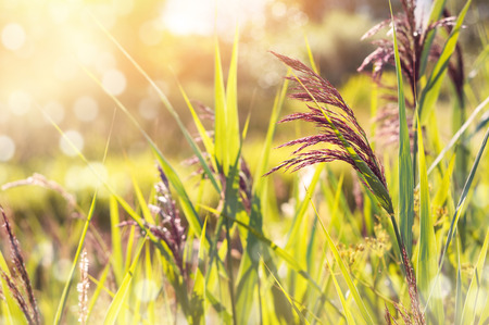 Summer landscape with reeds in bright sunlightの写真素材