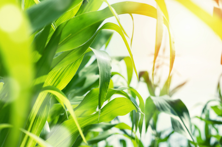 Juicy green corn leaves in the sun.の写真素材