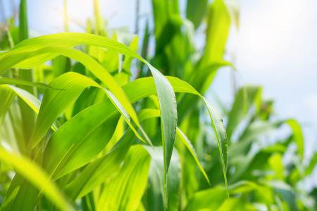 Juicy green corn leaves in the sun.の写真素材