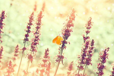 Summer scene with beautiful butterfly on field flowersの写真素材