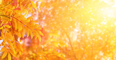 Autumn bright blurred background with yellow leaves of mountain ash