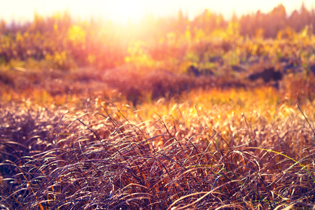 Autumn bright landscape. Dry grass later in the fall in the Siberian tundra.の写真素材